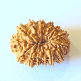 Natural 14 Mukhi/Face Rudraksha (Nepal Origin - 25.00 mm apx) - Himalaya Rudraksha Anusandhan Kendra