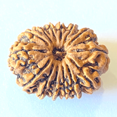 Natural 14 Mukhi/Face Rudraksha (Nepal Origin - 30 mm apx) - Himalaya Rudraksha Anusandhan Kendra