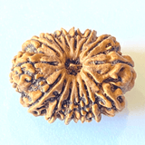 Natural 14 Mukhi/Face Rudraksha (Nepal Origin - 30 mm apx) - Himalaya Rudraksha Anusandhan Kendra