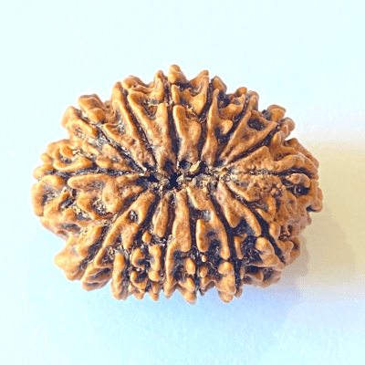 Natural 14 Mukhi/Face Rudraksha (Nepal Origin - 30 mm apx) - Himalaya Rudraksha Anusandhan Kendra