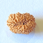Natural 15 Mukhi Rudraksha (Indonesian Origin) - Himalaya Rudraksha Anusandhan Kendra