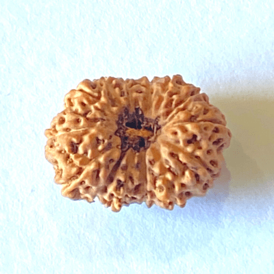 Natural 15 Mukhi Rudraksha (Indonesian Origin) - Himalaya Rudraksha Anusandhan Kendra