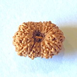 Natural 15 Mukhi Rudraksha (Indonesian Origin) - Himalaya Rudraksha Anusandhan Kendra