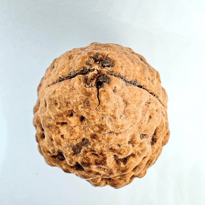 Natural 2 Mukhi Rudraksha (Indonesian Origin - World's Biggest Size) - Himalaya Rudraksha Anusandhan Kendra