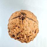 Natural 2 Mukhi Rudraksha (Indonesian Origin - World's Biggest Size) - Himalaya Rudraksha Anusandhan Kendra