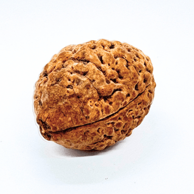 Natural 2 Mukhi Rudraksha (Indonesian Origin - World's Biggest Size) - Himalaya Rudraksha Anusandhan Kendra
