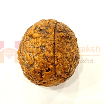 Natural 3 Mukhi Rudraksha (Indonesian Origin - World's Biggest Size) - Himalaya Rudraksha Anusandhan Kendra