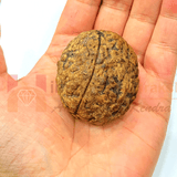 Natural 3 Mukhi Rudraksha (Indonesian Origin - World's Biggest Size) - Himalaya Rudraksha Anusandhan Kendra