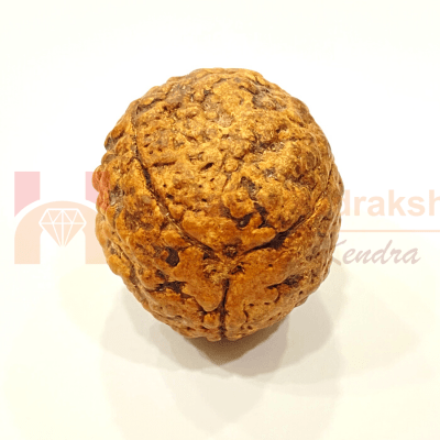 Natural 3 Mukhi Rudraksha (Indonesian Origin - World's Biggest Size) - Himalaya Rudraksha Anusandhan Kendra