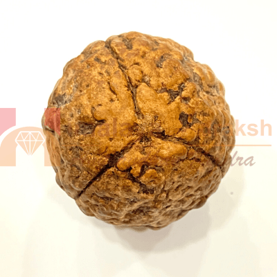 Natural 3 Mukhi Rudraksha (Indonesian Origin - World's Biggest Size) - Himalaya Rudraksha Anusandhan Kendra