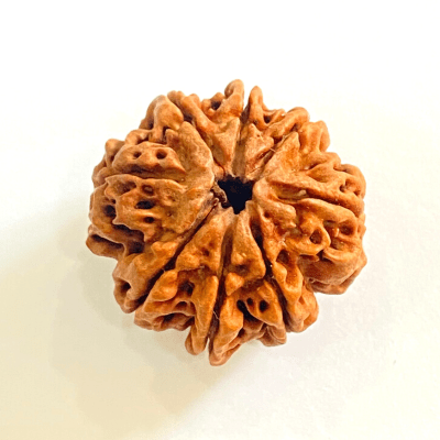 Natural 8 Mukhi/Face Rudraksha (Nepal Origin - Collector Size) - Himalaya Rudraksha Anusandhan Kendra