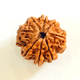 Natural 8 Mukhi/Face Rudraksha (Nepal Origin - Collector Size) - Himalaya Rudraksha Anusandhan Kendra