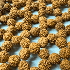 Rudraksha Mat - Himalaya Rudraksha Anusandhan Kendra