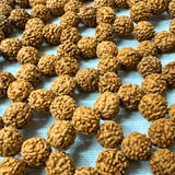 Rudraksha Mat - Himalaya Rudraksha Anusandhan Kendra