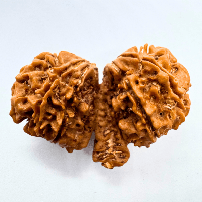 Trijuti Rudraksha (Nepali Origin) - Himalaya Rudraksha Anusandhan Kendra