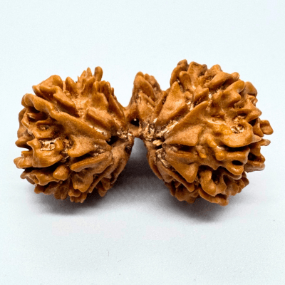 Trijuti Rudraksha (Nepali Origin) - Himalaya Rudraksha Anusandhan Kendra