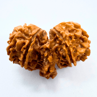 Trijuti Rudraksha (Nepali Origin) - Himalaya Rudraksha Anusandhan Kendra