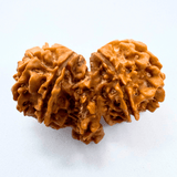 Trijuti Rudraksha (Nepali Origin) - Himalaya Rudraksha Anusandhan Kendra