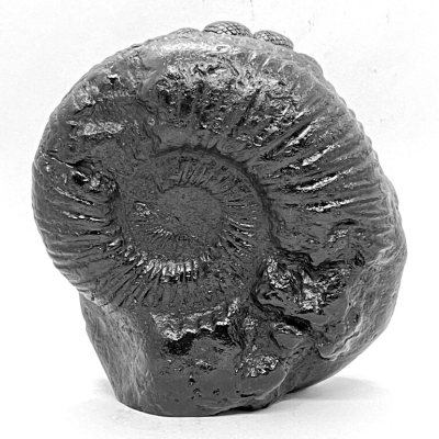 Vishnuji Carved Shaligram (715 gms) - Himalaya Rudraksha Anusandhan Kendra