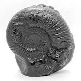 Vishnuji Carved Shaligram (715 gms) - Himalaya Rudraksha Anusandhan Kendra