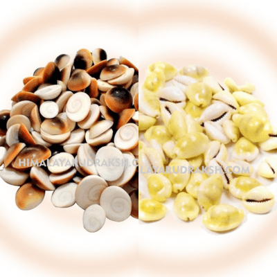 Yellow Kauwdi & Gomti chakra (22 pieces set) - Himalaya Rudraksha Anusandhan Kendra