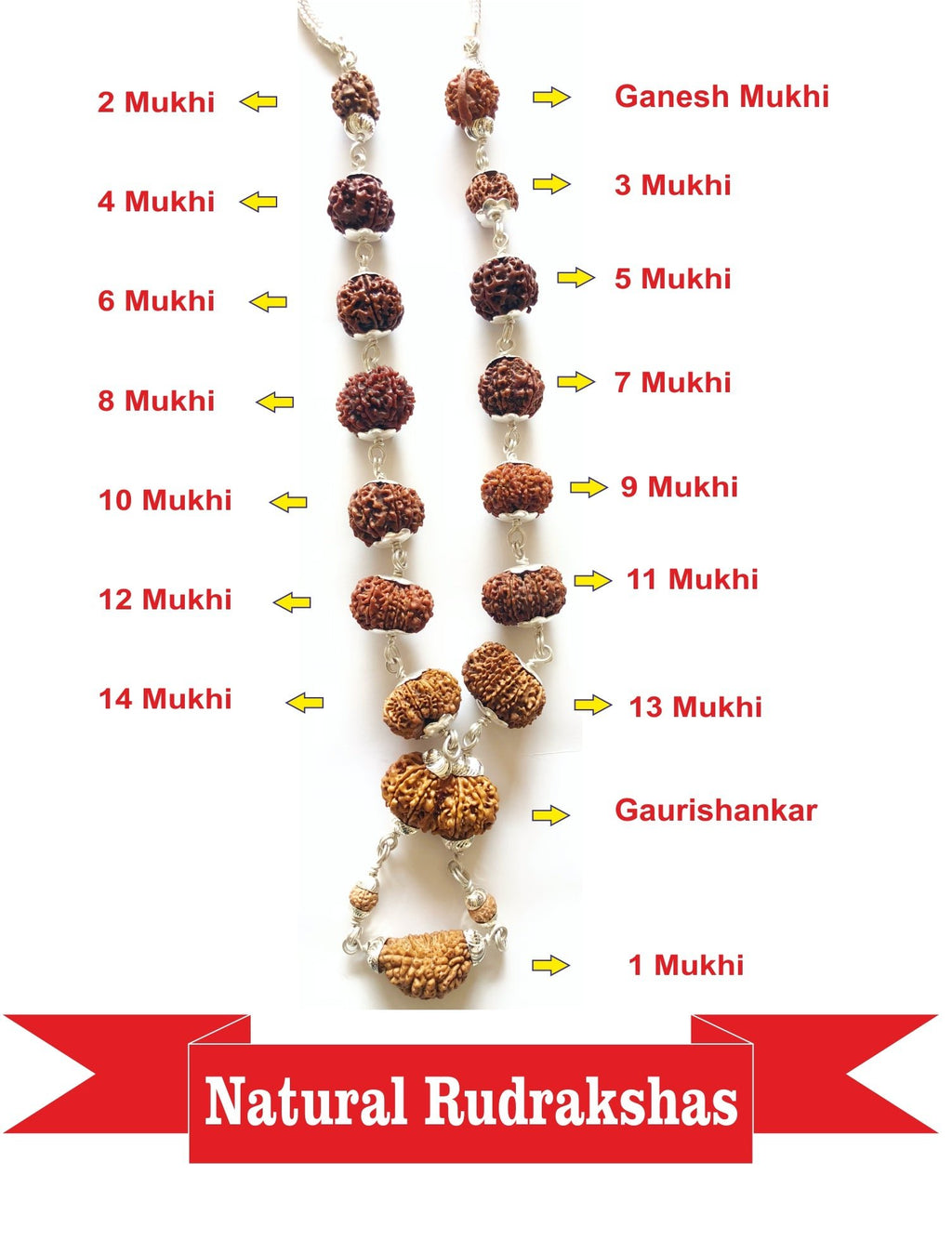1 - 14 Mukhi Rudraksha Mala (Nepal Origin - Collector Beads) - Himalaya Rudraksha Anusandhan Kendra