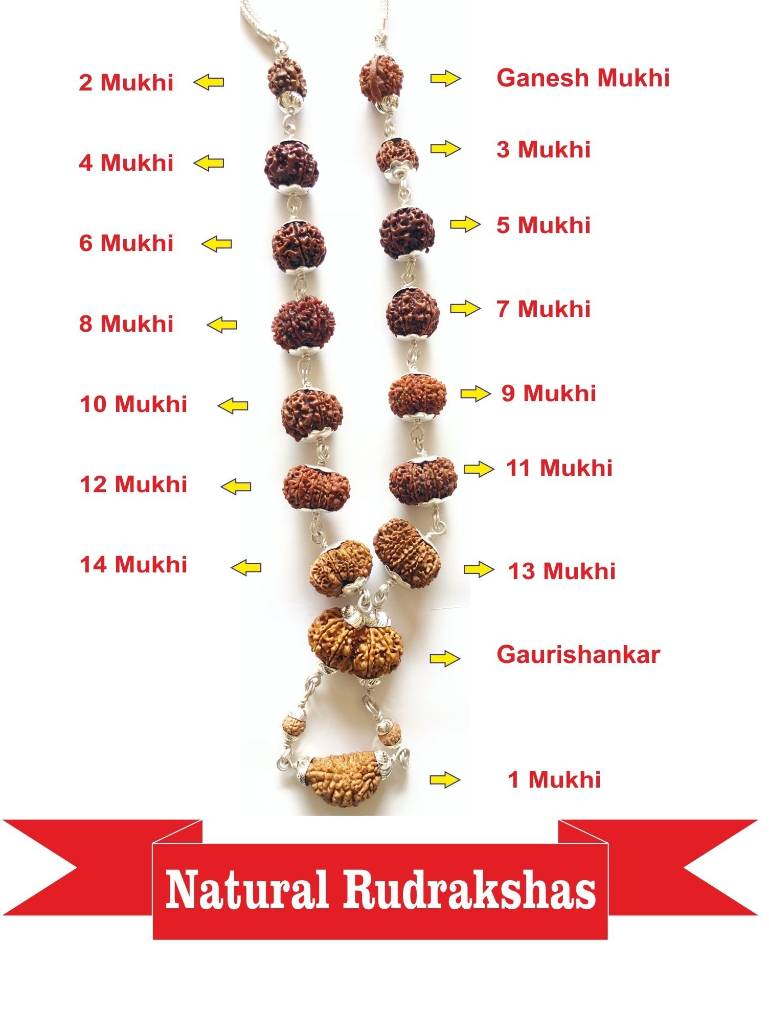 1 - 14 Mukhi Rudraksha Mala (Nepal Origin - Collector Beads) - Himalaya Rudraksha Anusandhan Kendra