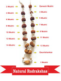 1 - 14 Mukhi Rudraksha Mala (Nepal Origin - Collector Beads) - Himalaya Rudraksha Anusandhan Kendra
