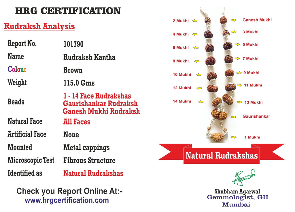1 - 14 Mukhi Rudraksha Mala (Nepal Origin - Collector Beads) - Himalaya Rudraksha Anusandhan Kendra