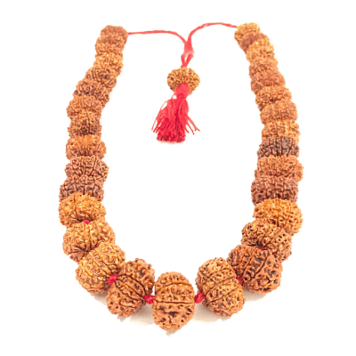 10 Mukhi Rudraksha Kantha (Nepal Origin) - Himalaya Rudraksha Anusandhan Kendra