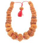 11 Mukhi Rudraksha Kantha (Nepal Origin) - Himalaya Rudraksha Anusandhan Kendra