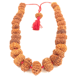 11 Mukhi Rudraksha Kantha (Nepal Origin) - Himalaya Rudraksha Anusandhan Kendra