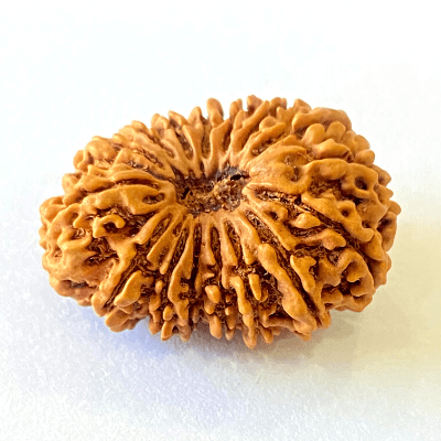 16 Mukhi/Face Rudraksha (Nepal Origin - 29.16 MM) - Himalaya Rudraksha Anusandhan Kendra