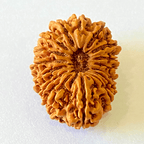 16 Mukhi/Face Rudraksha (Nepal Origin - 29.16 MM) - Himalaya Rudraksha Anusandhan Kendra