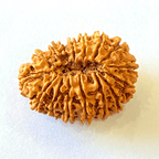 16 Mukhi/Face Rudraksha (Nepal Origin - 29.16 MM) - Himalaya Rudraksha Anusandhan Kendra