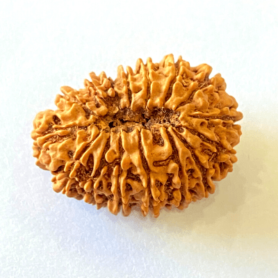 16 Mukhi/Face Rudraksha (Nepal Origin - 29.16 MM) - Himalaya Rudraksha Anusandhan Kendra