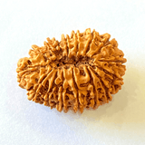 16 Mukhi/Face Rudraksha (Nepal Origin - 29.16 MM) - Himalaya Rudraksha Anusandhan Kendra