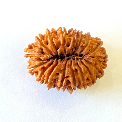 17 Mukhi/Face Rudraksha (Nepal Origin - 26.19 MM) - Himalaya Rudraksha Anusandhan Kendra