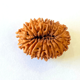 17 Mukhi/Face Rudraksha (Nepal Origin - 26.19 MM) - Himalaya Rudraksha Anusandhan Kendra