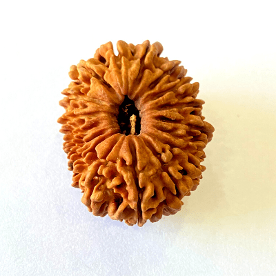 17 Mukhi/Face Rudraksha (Nepal Origin - 26.19 MM) - Himalaya Rudraksha Anusandhan Kendra