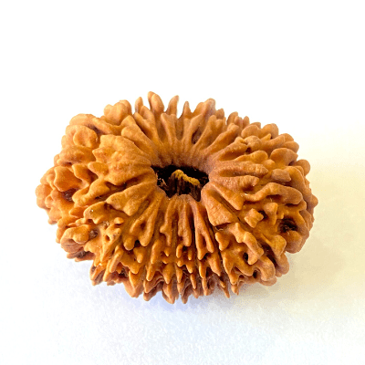 17 Mukhi/Face Rudraksha (Nepal Origin - 26.19 MM) - Himalaya Rudraksha Anusandhan Kendra