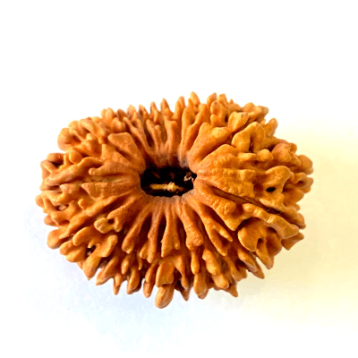 17 Mukhi/Face Rudraksha (Nepal Origin - 26.19 MM) - Himalaya Rudraksha Anusandhan Kendra