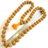 4 Mukhi Rudraksha Kantha - Nepali - Himalaya Rudraksha Anusandhan Kendra