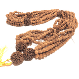 5 Mukhi/Face Rudraksha mala (1008+1 beads) - Himalaya Rudraksha Anusandhan Kendra