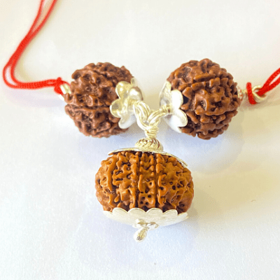 7,8 & 13 Mukhi Rudraksha Combination For (sales executives/brokers/ traders) - Himalaya Rudraksha Anusandhan Kendra