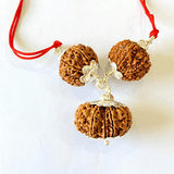 7,8 & 14 Mukhi Rudraksha Combination For (Brokers & Indsutrialists) - Himalaya Rudraksha Anusandhan Kendra