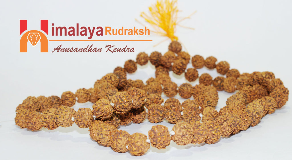 Natural 7 Mukhi/Face Rudraksh Mala - himalaya rudraksha anusandhan kendra