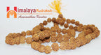 Natural 7 Mukhi/Face Rudraksh Mala - himalaya rudraksha anusandhan kendra