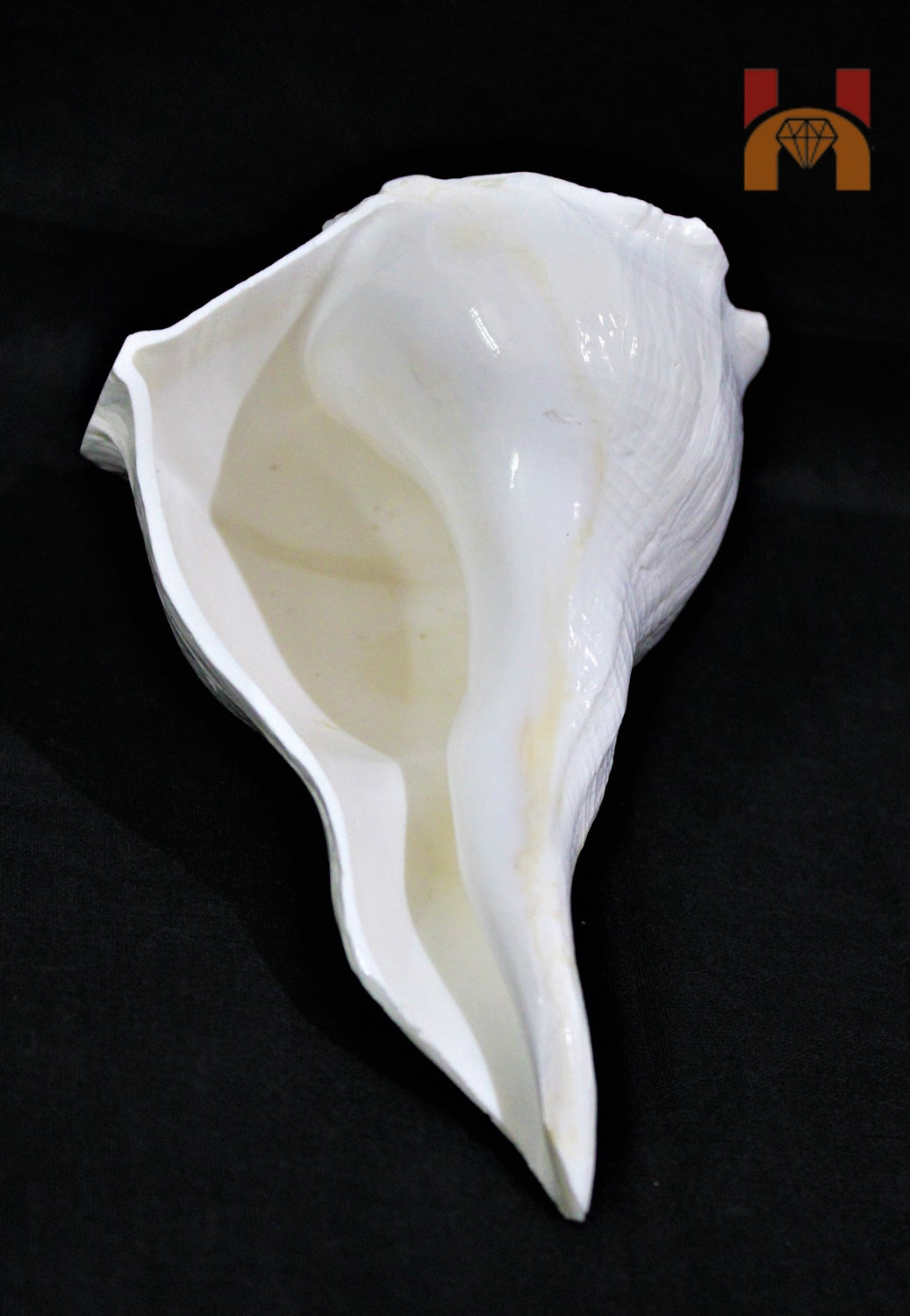 Dakshinavarti Shankh (valampuri shankh) - himalaya rudraksha anusandhan kendra