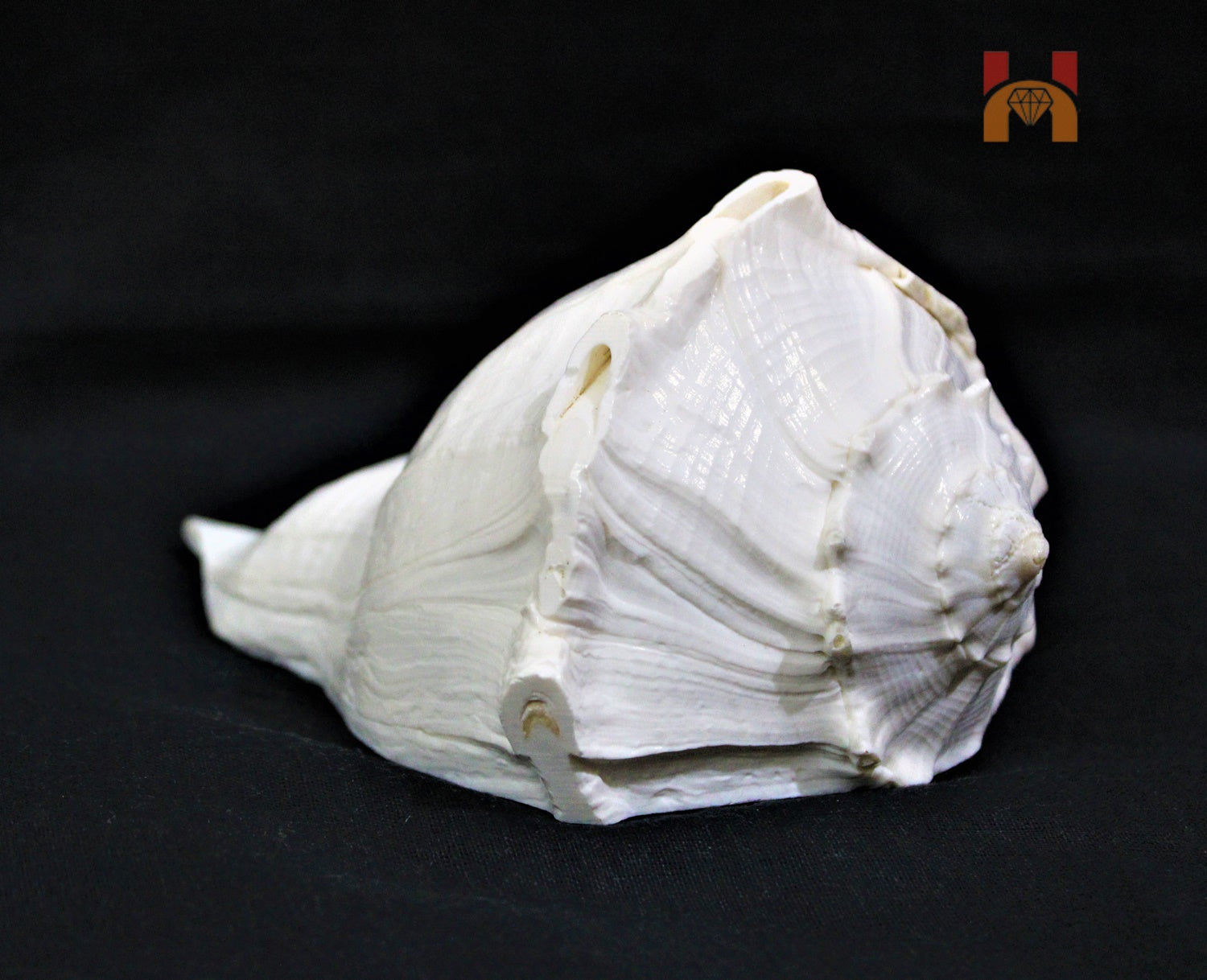 Dakshinavarti Shankh (valampuri shankh) - himalaya rudraksha anusandhan kendra